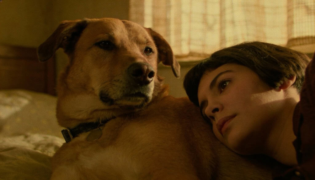 Por que choramos mais em filmes de cachorro do que dramas de humanos