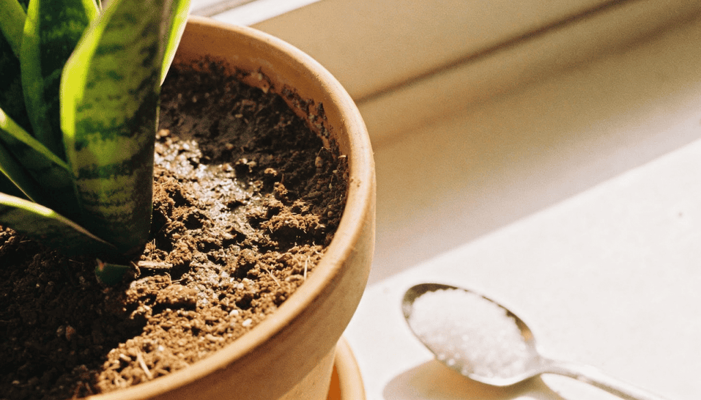 Ter plantas em casa melhora o humor, ajuda na sensação de conforto e cria uma pausa visual