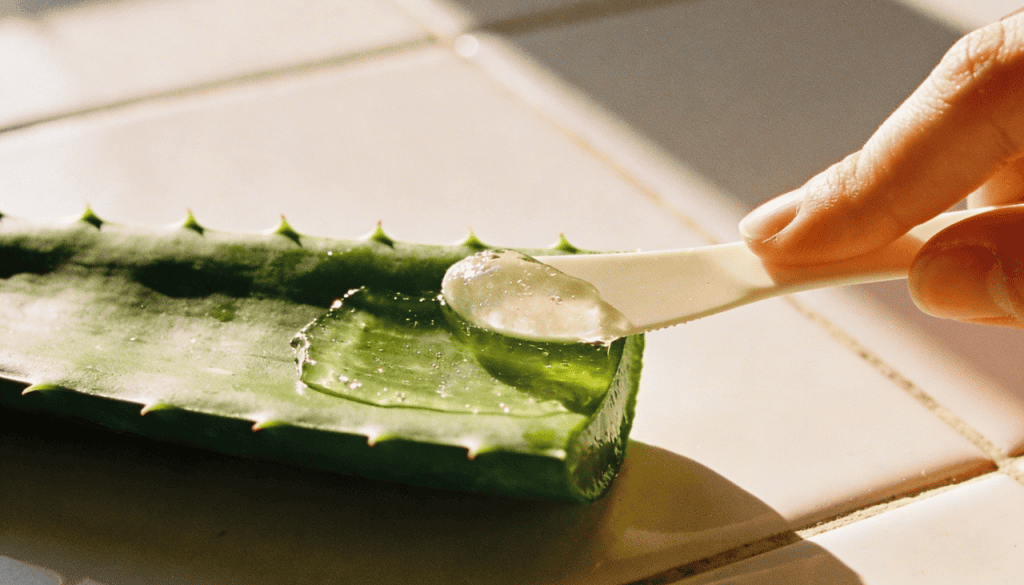 Essa planta simples virou símbolo global de bem-estar e estética