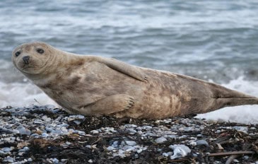 Imagem de uma foca posando de lado em seu habitat natural, onde costuma ter o hábito de dar tapas na barriga