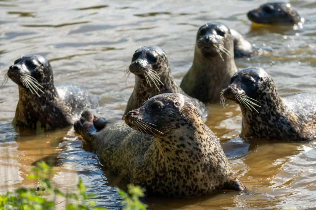 Grupo de focas reunido na água