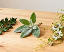 Os 3 melhores chás recomendados pela Anvisa