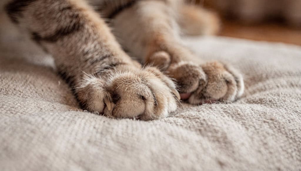 O motivo científico por trás do hábito fofo dos gatos de abrir e fechar as patinhas em você como se tivesse amassando pãozinho