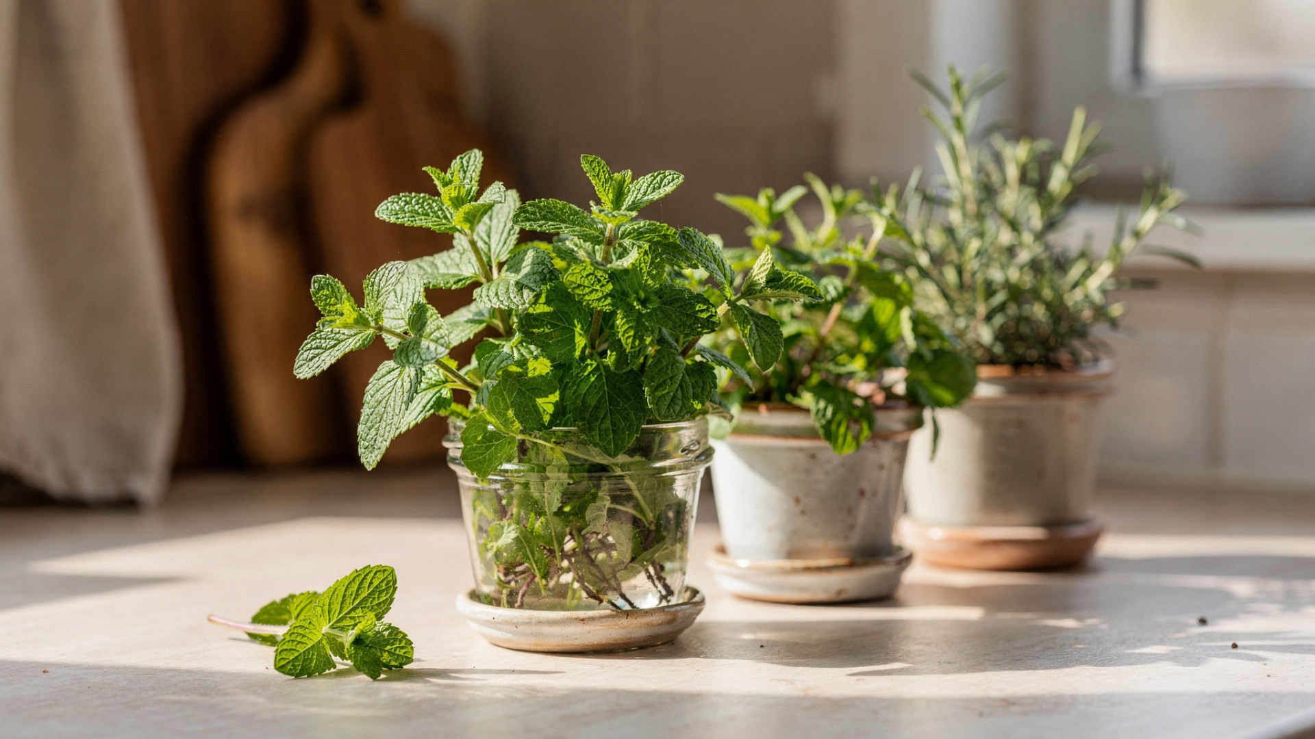 Ervas aromáticas viram aliadas do bem-estar e decoração de casas