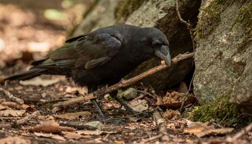 Cientistas se impressionam com novos corvos super inteligentes que podem fabricar as próprias ferramentas de trabalho