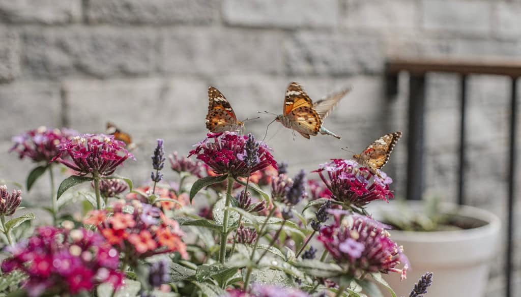 5 espécies de flores que atraem beija-flores e borboletas