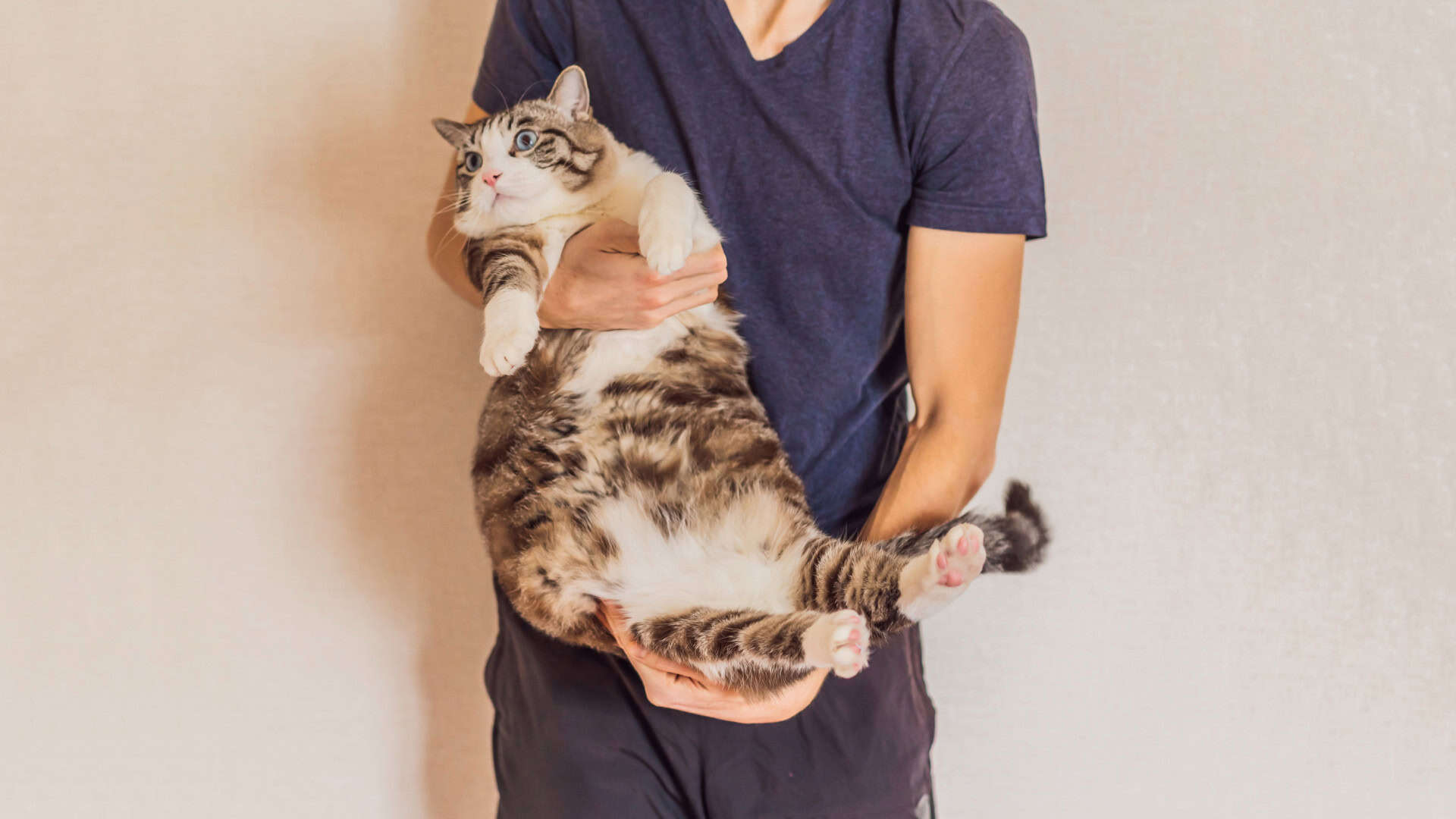 Empresa inicia testes de caneta emagrecedora para gatos e projeta tratamento para cães