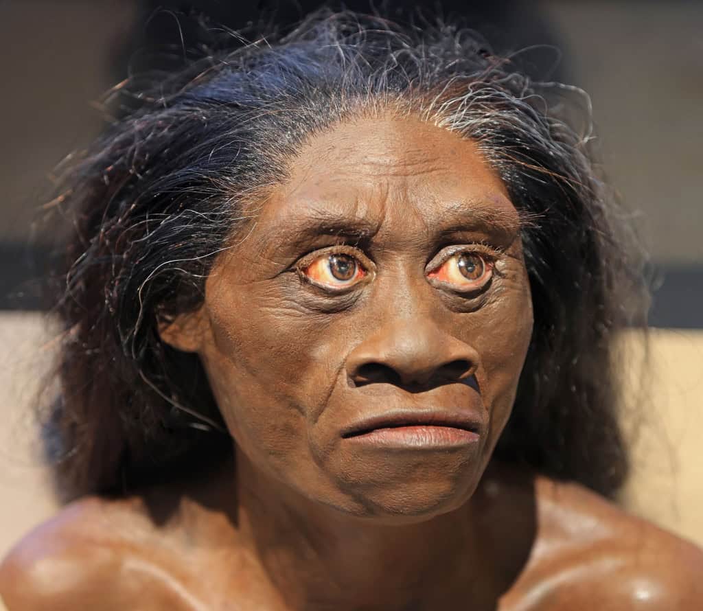 Registros climáticos ajudam a lançar nova luz sobre o desaparecimento de uma das espécies humanas mais curiosas.