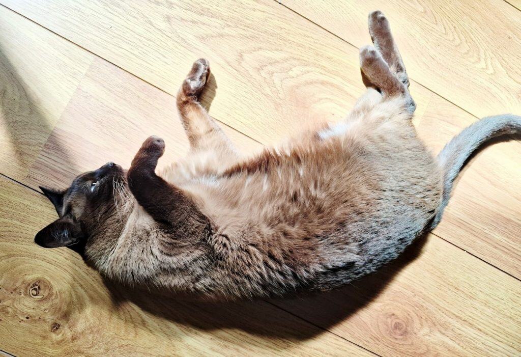 Gato siamês deitado 