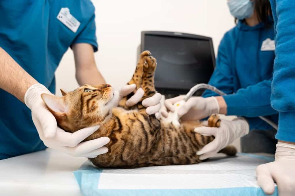 Médico verificando a barriga do gato