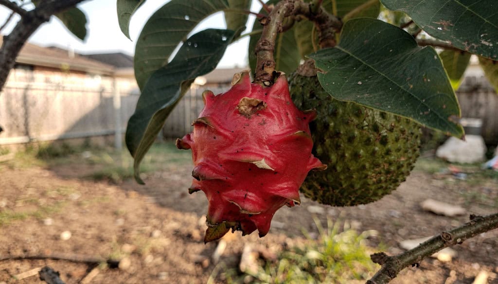 4 plantas frutíferas exóticas que você pode plantar no quintal