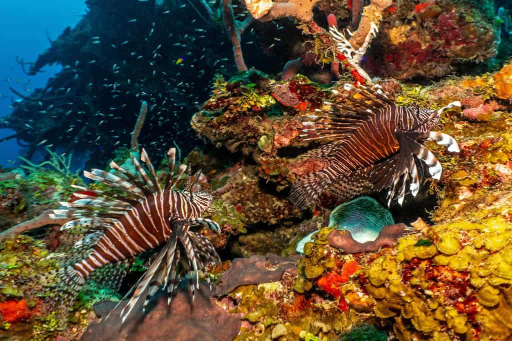 Imagem mostra dois peixes-leão com listras marrons e brancas e longos espinhos venenosos nadam próximos a um recife de coral colorido e diversificado. Ao fundo, um cardume de pequenos peixes prateados. A imagem ilustra o contraste entre a beleza da espécie e o perigo que ela representa como invasora em habitats não nativos