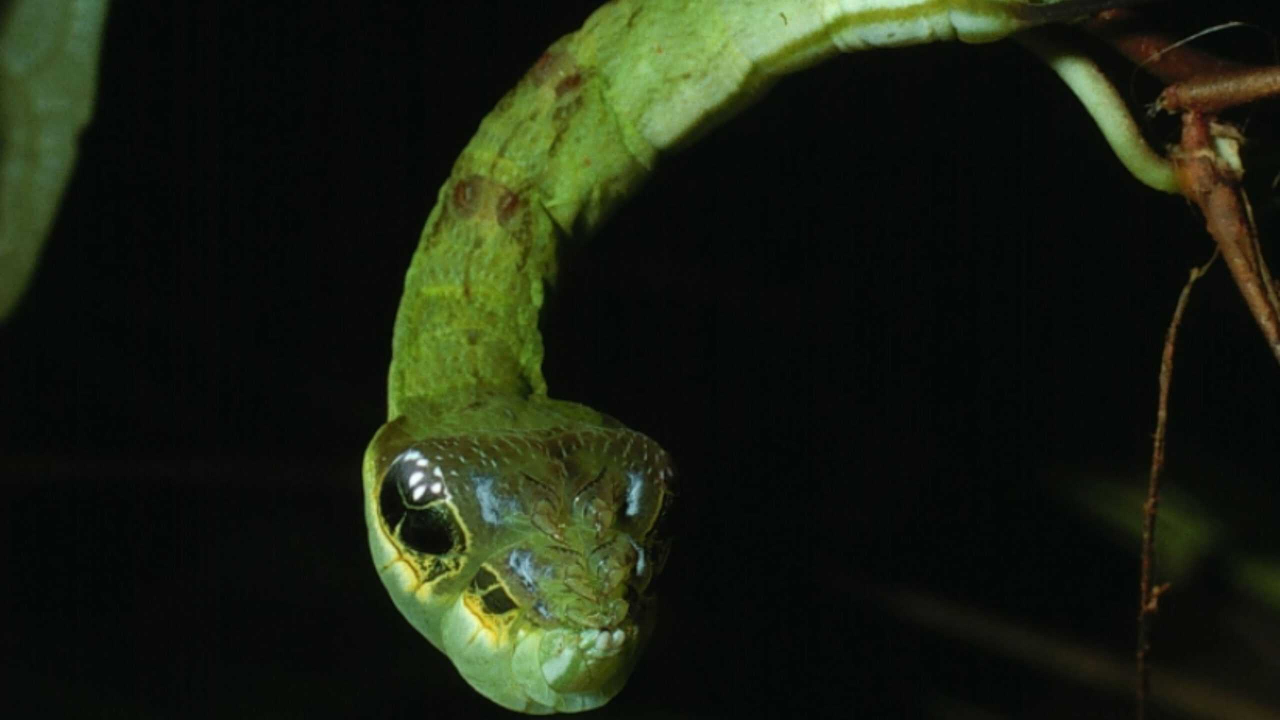 8 animais que enganam outros seres vivos para sobreviver