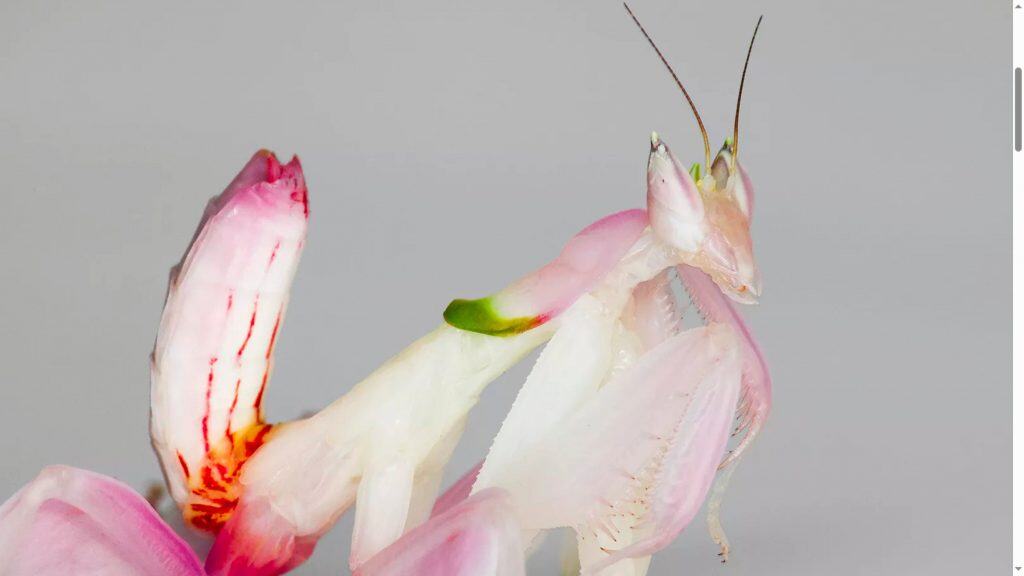 louva-a-deus-orqudea