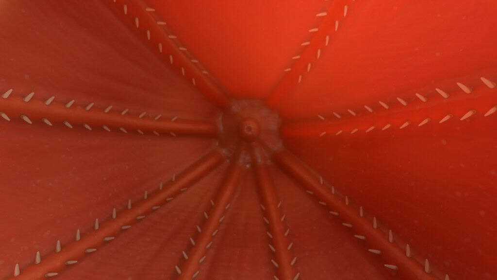 Meio polvo, meio lula: o genoma da lula-vampiro revela traços genéticos antigos preservados por milhões de anos nas profundezas do oceano.