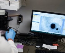 Pesquisador observando o mini coração