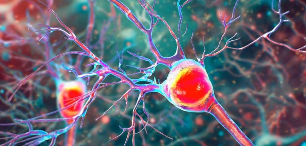 identificar sinais de entrada no cérebro, algo que parecia impossível, se tornou realidade (Imagem: Kateryna Kon/Shutterstock)