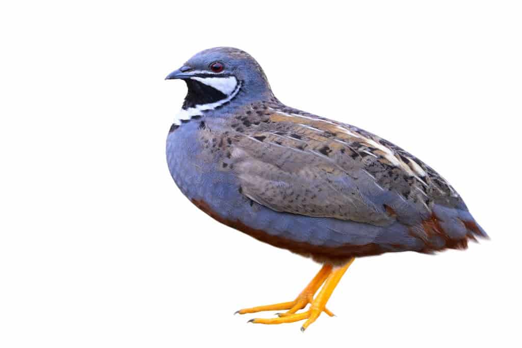 Pássaro selvagem e belo, pássaro azul, postura ereta com detalhes nítidos da cabeça aos pés, macho da codorna-de-peito-azul ou codorna-rei, codorna-chinesa