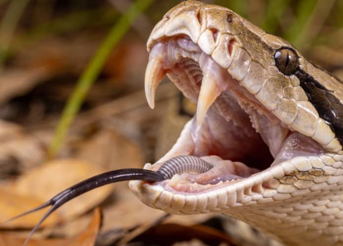 Como as cobras conseguem engolir um bicho muito maior que elas sem morrer entalada