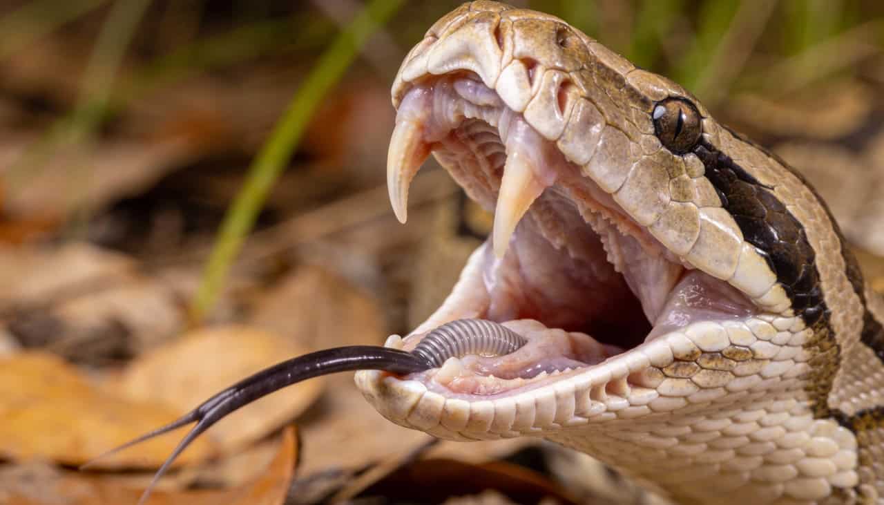Como as cobras conseguem engolir um bicho muito maior que elas sem morrer entalada
