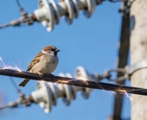 Por que os pássaros não tomam choque nos fios elétricos?