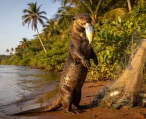 4 espécies de animais que só existem na Amazônia e correm risco de extinção