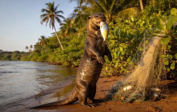 4 espécies de animais que só existem na Amazônia e correm risco de extinção