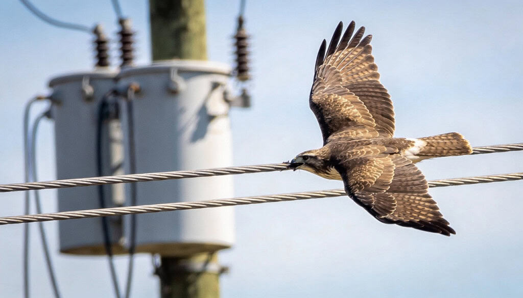 Por que os pássaros não tomam choque nos fios elétricos?