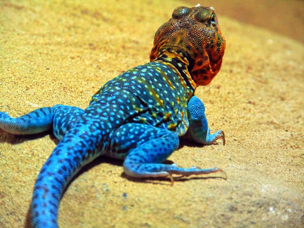 Fotografia em close de um lagarto colorido sobre a areia. O animal possui corpo azul turquesa com manchas claras e uma cabeça em tons intensos de laranja e vermelho. A pele é visivelmente composta por escamas e os dedos possuem garras afiadas. O fundo é composto por areia desfocada em tons de bege