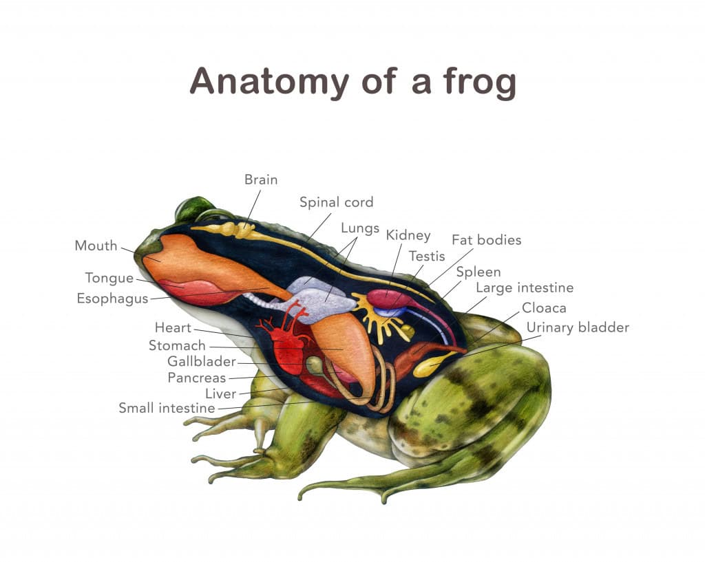  Ilustração detalhada da anatomia de um sapo com esquema de nomes de órgãos