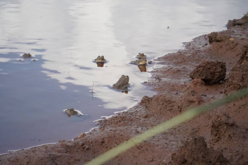 Imagem mostra grupo de sapos descansando na borda de uma lagoa de lama Anfíbios em Habitat Natural de zonas úmidas durante a temporada de monções