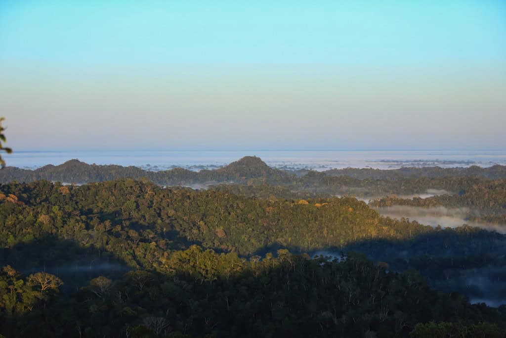 Os tinamu vivem em uma área isolada no topo da Serra do Divisor
