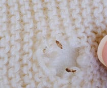 Traça de roupa causando buracos no tecido