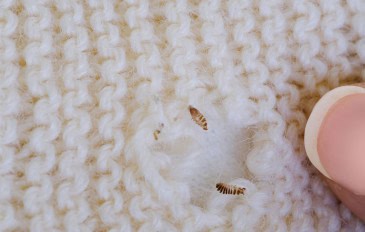 Traça de roupa causando buracos no tecido