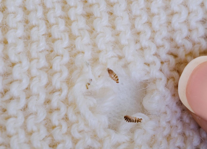 Traça de roupa causando buracos no tecido