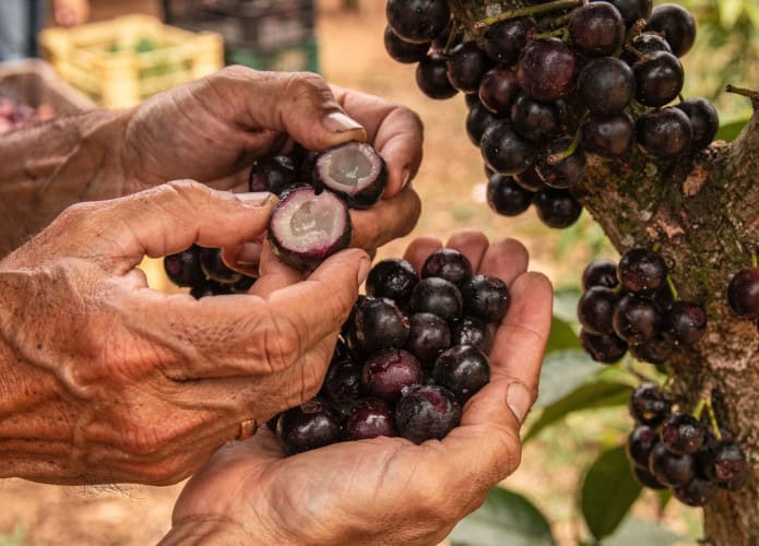 Qual é a árvore frutífera mais doce do Brasil?
