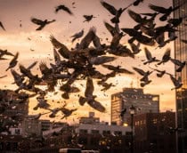 O motivo real por trás dos bandos de pássaros que despencam dos céus