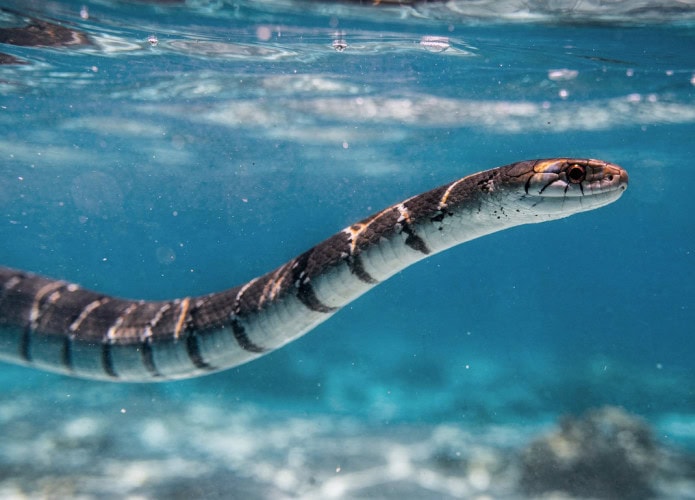 Como as cobras marinhas conseguem respirar mesmo no meio do oceano