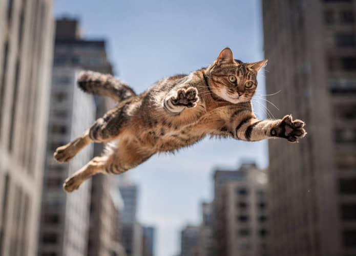 Por que gatos são quase imortais contra quedas (mesmo caindo de 32 andares)