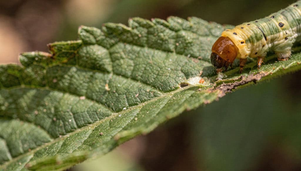 A planta que percebe o barulho da mastigação e prepara um veneno para se defender