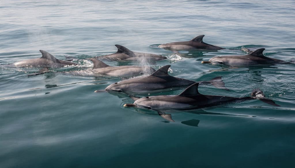 Como os golfinhos para dormir no fundo do mar sem risco de afogamento