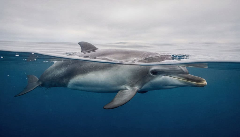Como os golfinhos para dormir no fundo do mar sem risco de afogamento
