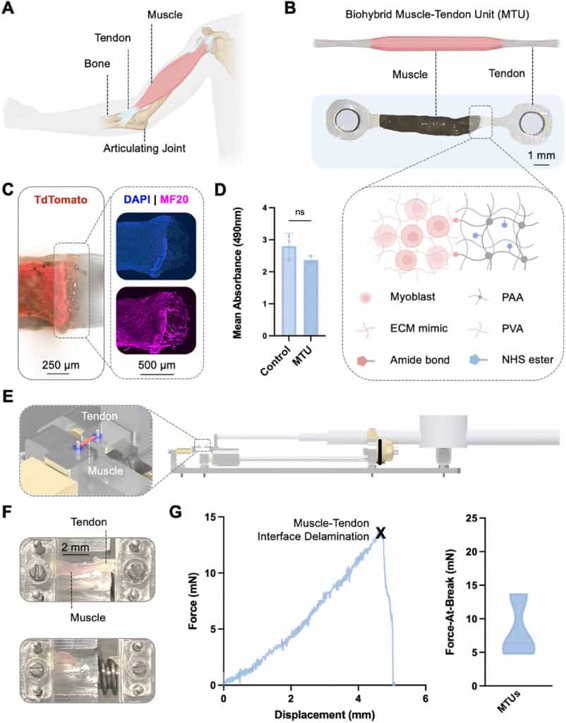 Pesquisadores do MIT criam tendões artificiais que tornam robôs musculares mais ágeis e potentes para múltiplas aplicações.