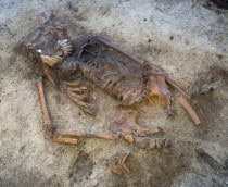 túmulo da era viking encontrado na noruega