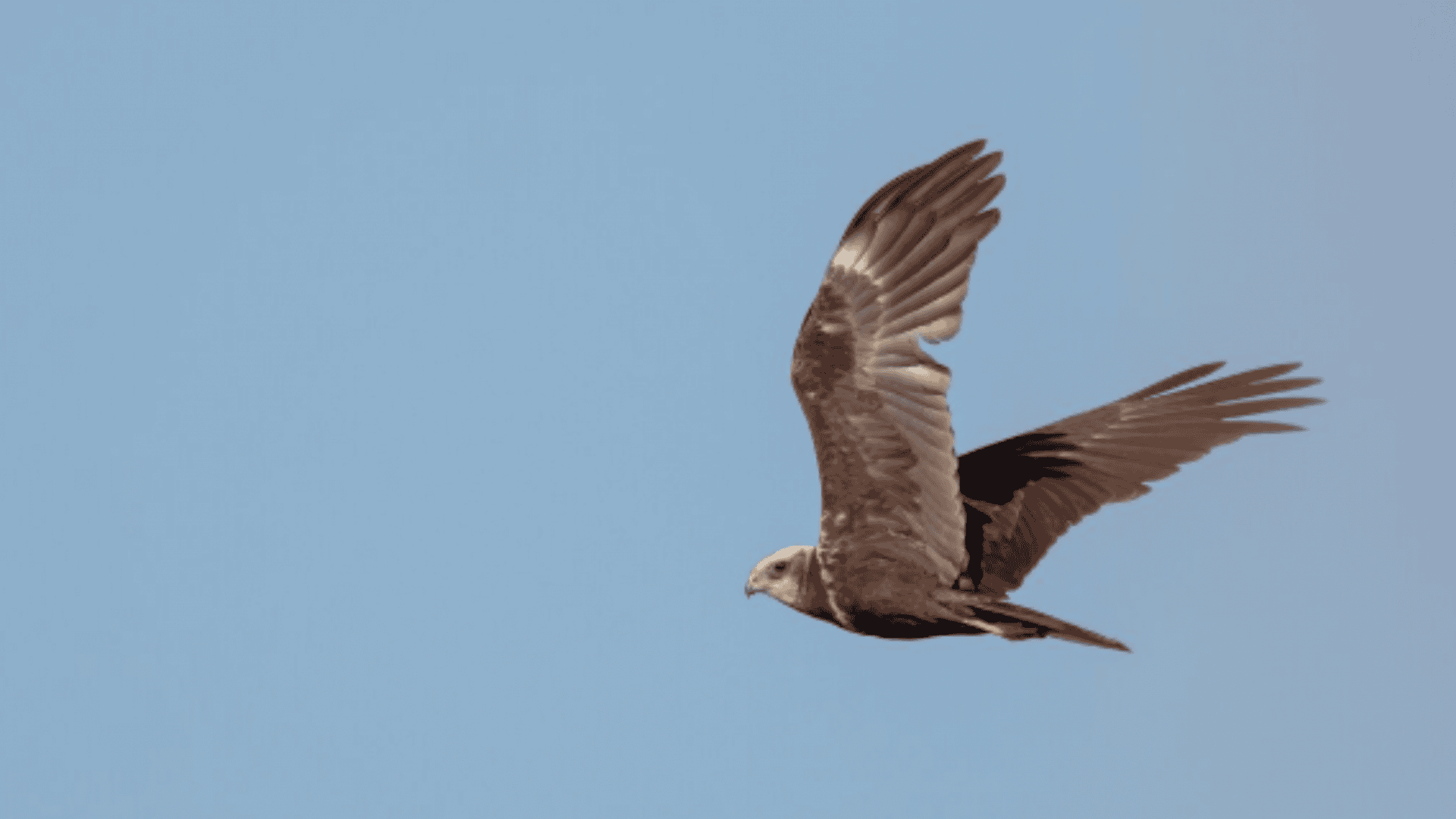 pássaro voando em um céu azul