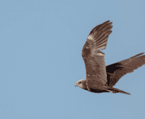 pássaro voando em um céu azul