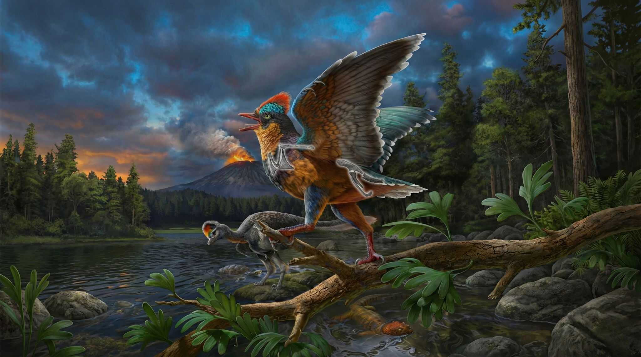 Evolução dos pássaros é mais antiga e complexa do que se imaginava, aponta estudo