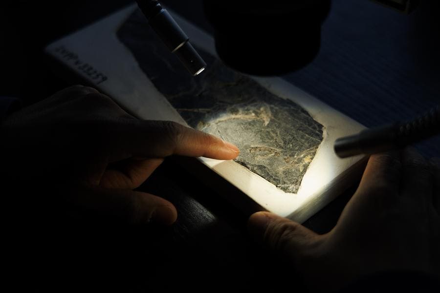 O pesquisador Min Wang, do Instituto de Paleontologia de Vertebrados e Paleoantropologia (IVPP), analisa o fóssil do Baminornis zhenghensis em Pequim. A descoberta da espécie de 150 milhões de anos reescreve a história da evolução das aves. Imagem: Jin Liwang / Xinhua