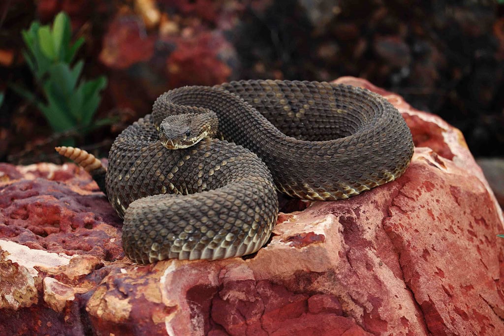 Cascavel (Crotalus durissus)