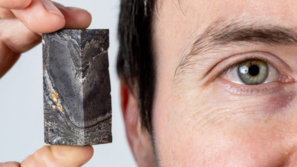 Homem segurando pedaço de fóssil do organismo Prototaxites